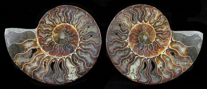 Cut & Polished Ammonite Fossil - Agatized #58720
